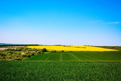 Scenic view of agricultural field against clear blue sky