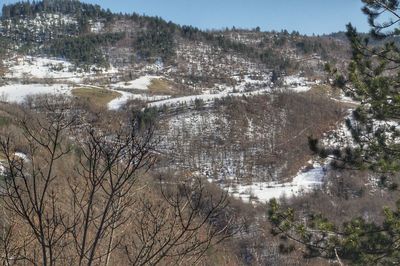 View of bare trees on landscape