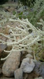 Close-up of plant against blurred background