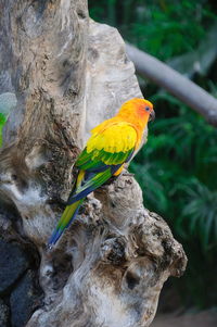 Close-up of parrot perching on tree