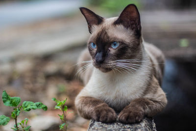 Close-up portrait of cat looking at camera