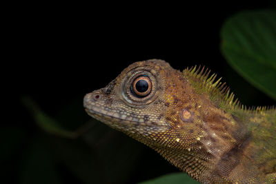 Close-up of lizard