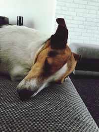 Close-up of dog relaxing at home