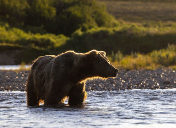 Single big brown bear standing in the backlight of the low afternoon sun in a shallow river