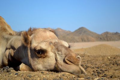 Close-up of lion against clear sky