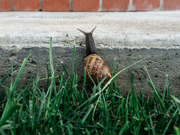 Close-up of snail by grass