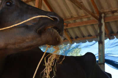 Low angle view of horse