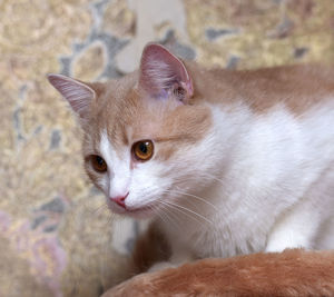 Close-up portrait of a cat