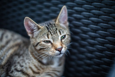 Close-up portrait of a cat