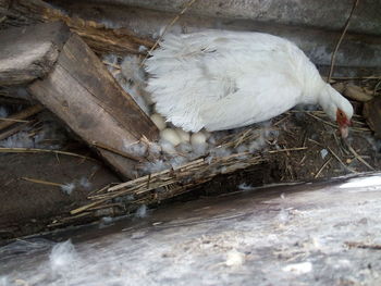 Close-up of a bird