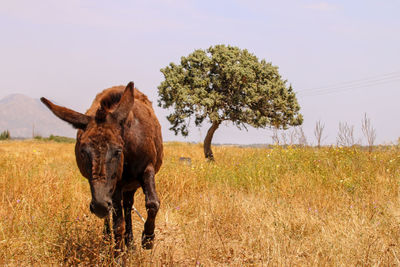 View of a donkey on field