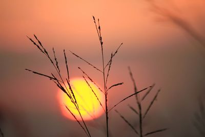 Close-up of silhouette plants against orange sunset sky