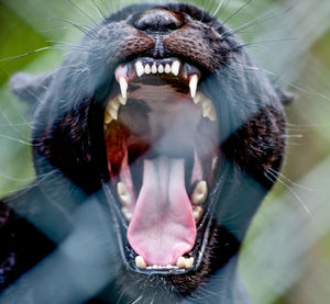 Close-up of animal yawning