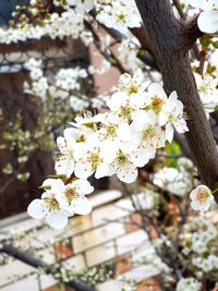 Close-up of white cherry blossoms in spring