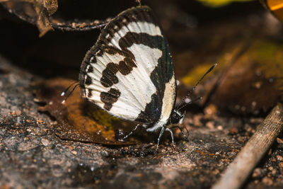 Close-up of butterfly on wood