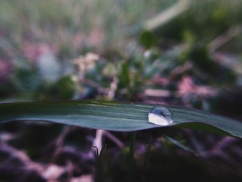 Close-up of water drops on leaves
