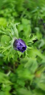 Close-up of purple flowering plant