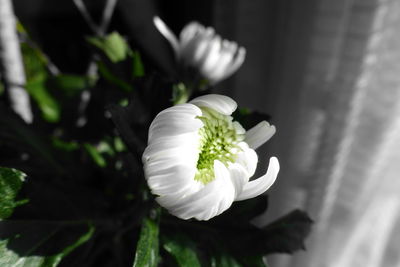 Close-up of white flowering plant