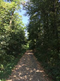 Footpath amidst trees