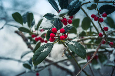 Close-up of red berries on plant during winter