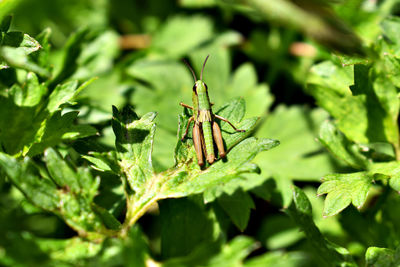 Close-up of insect on leaf