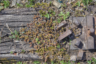 High angle view of trees growing on field