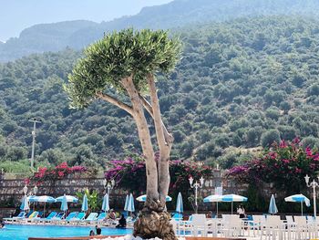 View of plants with trees in background