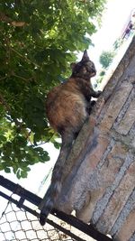 Sheep sitting on tree