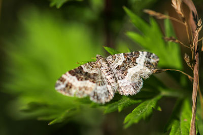 Close-up of butterfly on flower