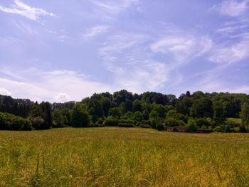 Scenic view of trees on field against sky