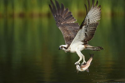 Bird holding prey while flying over lake