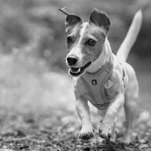 Portrait of dog running