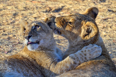 Close-up of grooming lion cubs