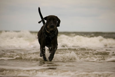 Dog running on beach