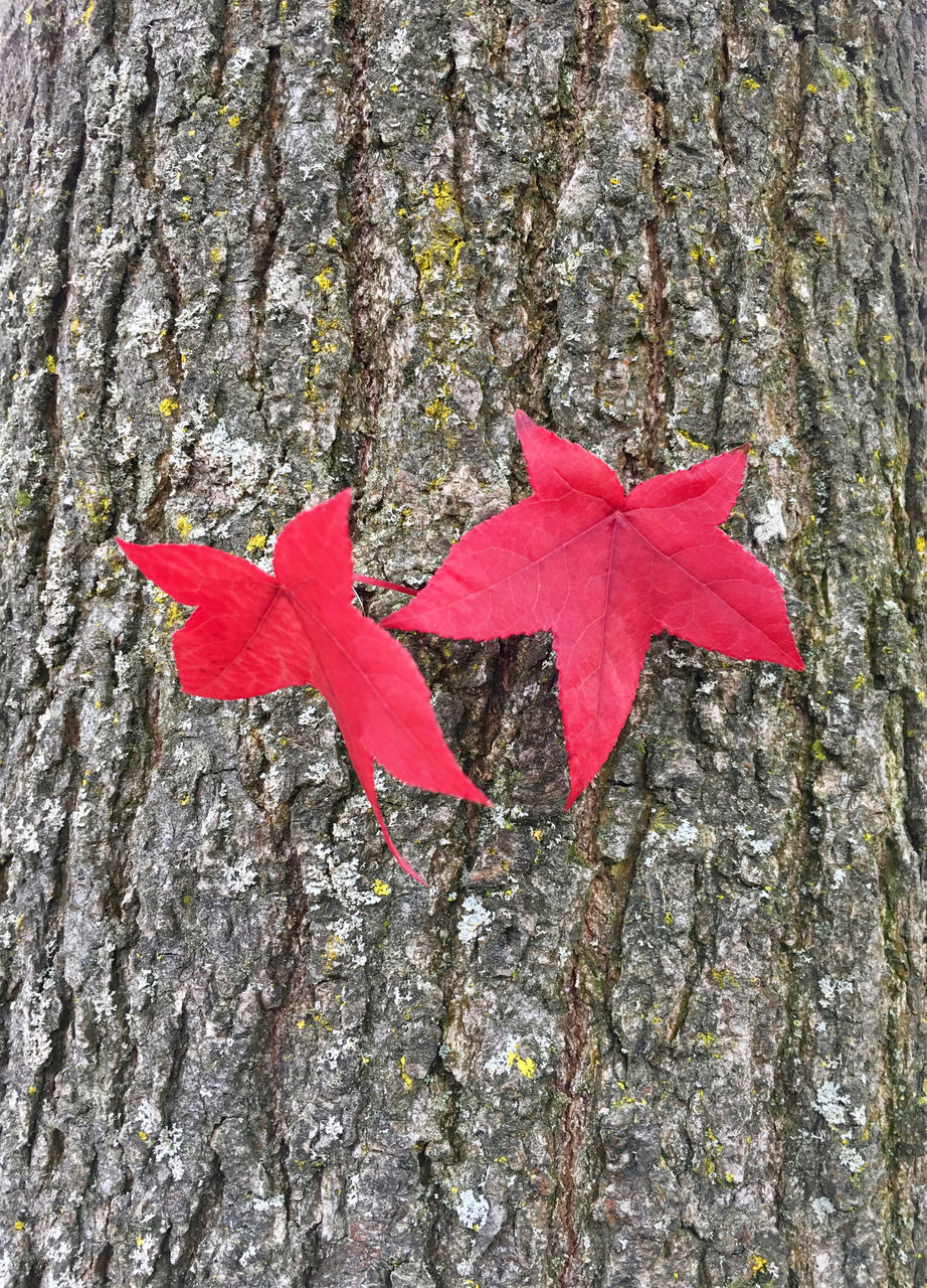 CLOSE-UP OF MAPLE LEAF ON TREE TRUNK