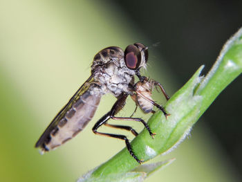 Close-up side view of an insect on stem