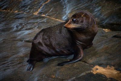 High angle view of seal on rock