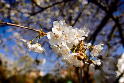 Close-up of cherry blossoms in spring