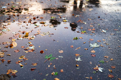 High angle view of leaves on puddle