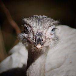 Close-up portrait of ostrich