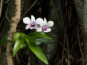 Close-up of flower blooming on tree