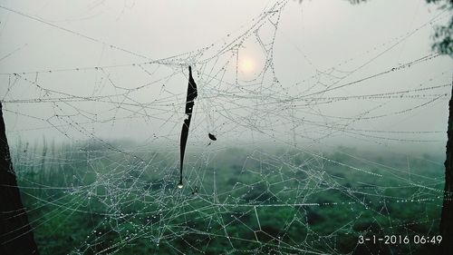 Close-up of spider web