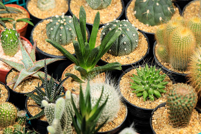 High angle view of potted plants