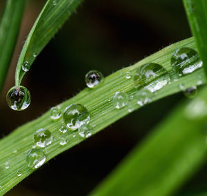 Close-up of raindrops on grass