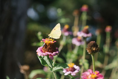 Close-up of butterfly on pink flower