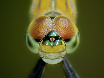 Close-up of insect