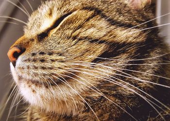 Close-up of cat