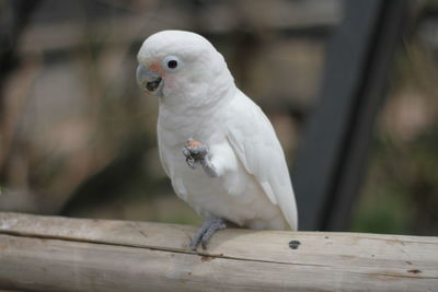 Close-up of parrot perching on wood