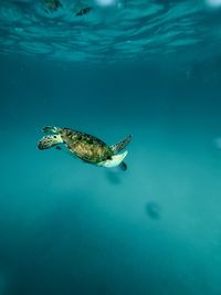 High angle view of turtle swimming in sea