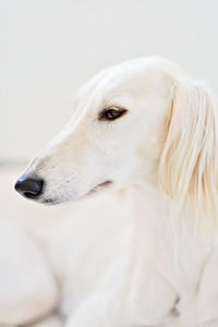 Close-up of a dog over white background